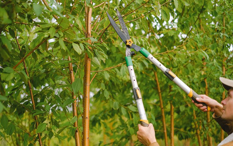 Tree trimming in Wenatchee, WA